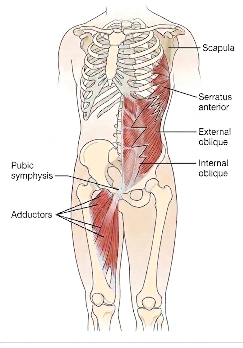 Anatomical illustration of the anterior oblique sling showing the adductors of one thigh connecting through the pubic region to the internal and external obliques of the opposite side, continuing upward through serratus anterior onto the scapula
