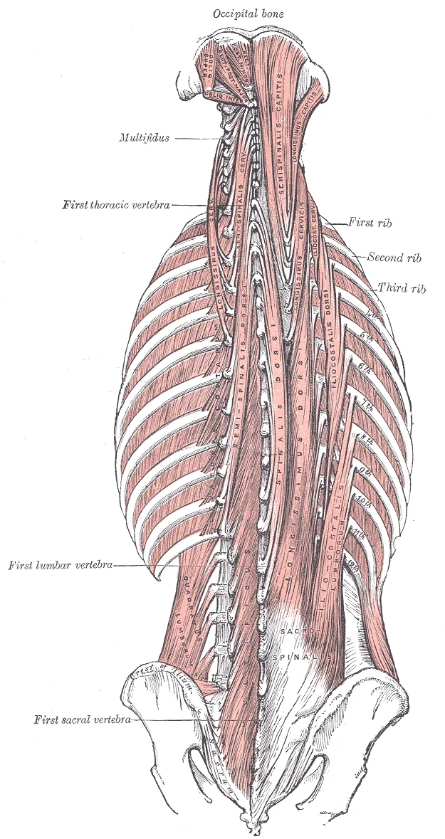 Deep muscles of the back showing the multiple layers of the erector spinae group — iliocostalis, longissimus, and spinalis — with the semispinalis and multifidus visible in the deeper plane. The thoracolumbar fascia encloses these muscles. Gray's Anatomy plate 389.
